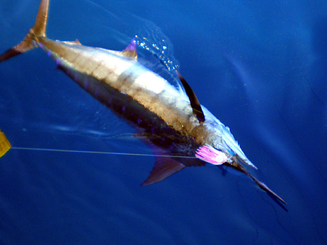 13.blue-marlin.bullwinkle.2