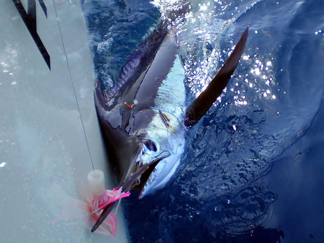 14.blue-marlin.bullwinkle.2