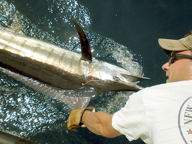 16.blue-marlin.bullwinkle.2