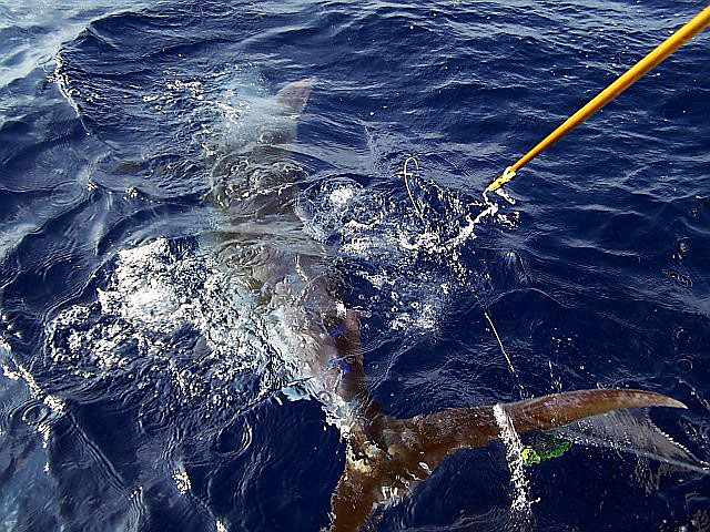 22.blue-marlin.brutus.2007