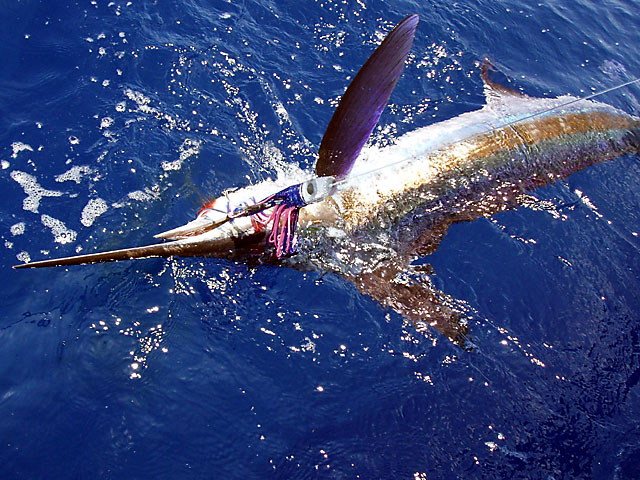 25.white-marlin.mars.2007