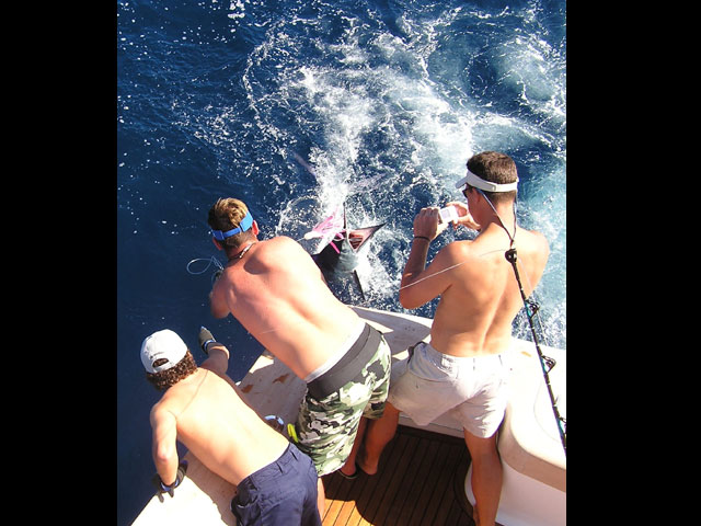 37.2007_striped-marlin_#18