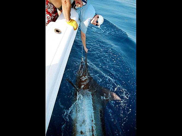 Recapture-Blue-Marlin-May-2